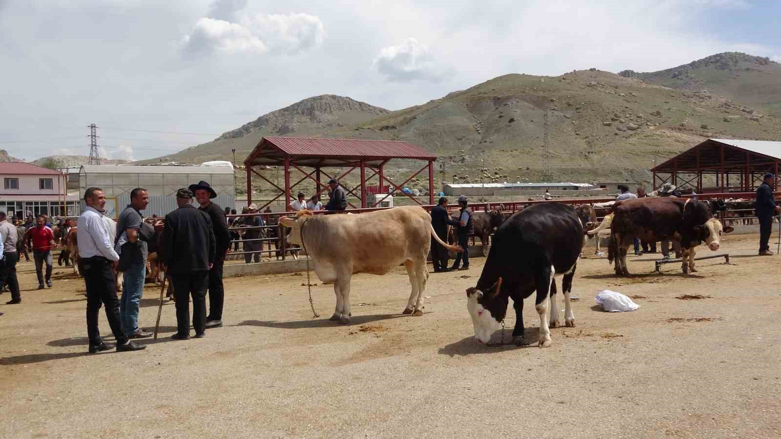 Van’da kurbanlıklar görücüye çıktı