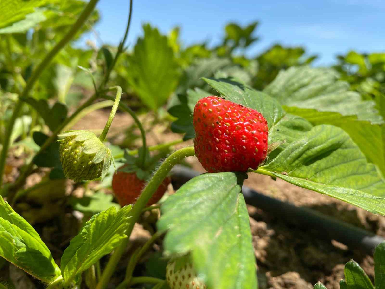 Aromasıyla dikkat &ccedil;eken &lsquo;Kuyulu&rsquo; &ccedil;ileğinde hasat başladı
