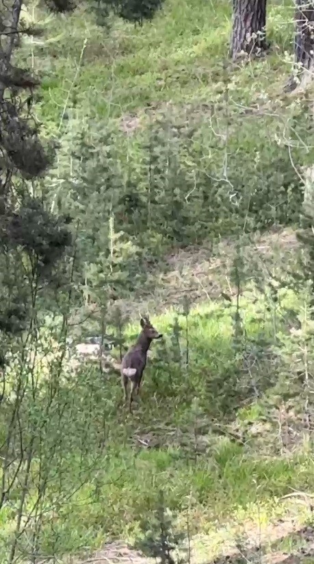 Sarıkamış ormanlarında yiyecek arayan karaca kameraya yansıdı