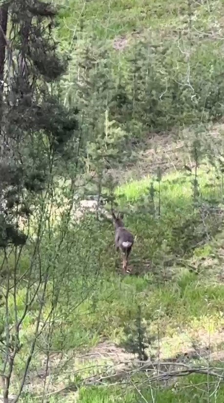 Sarıkamış ormanlarında yiyecek arayan karaca kameraya yansıdı
