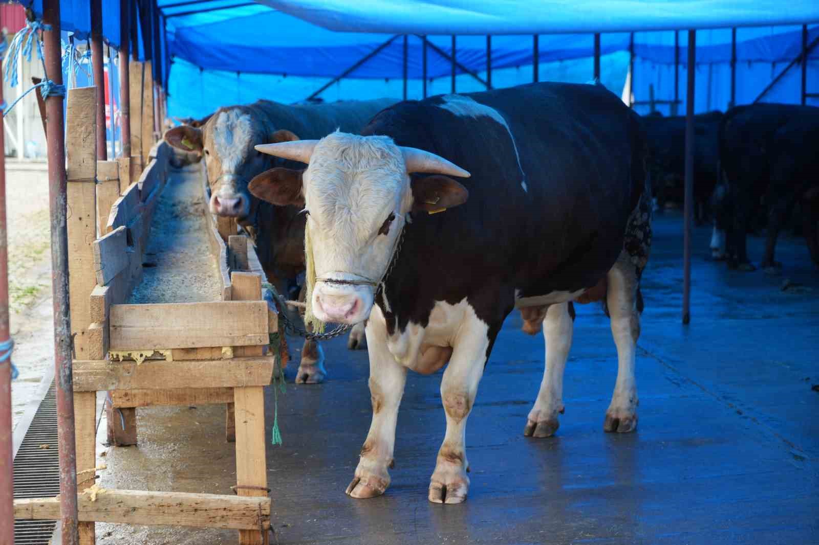 Profesörden kurbanlık uyarısı: "Hayvanın burnundan ve ağızından akıntı gelmemesi en başta dikkat edilecek husus"