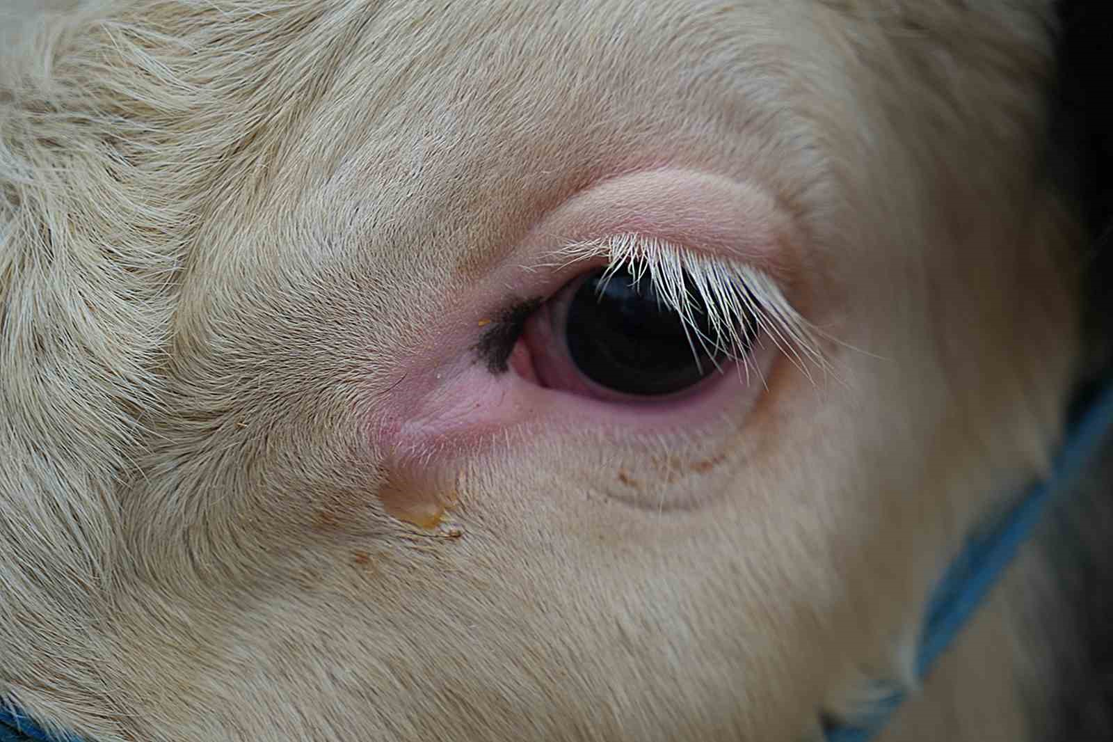 Profes&ouml;rden kurbanlık uyarısı: "Hayvanın burnundan ve ağızından akıntı gelmemesi en başta dikkat edilecek husus"
