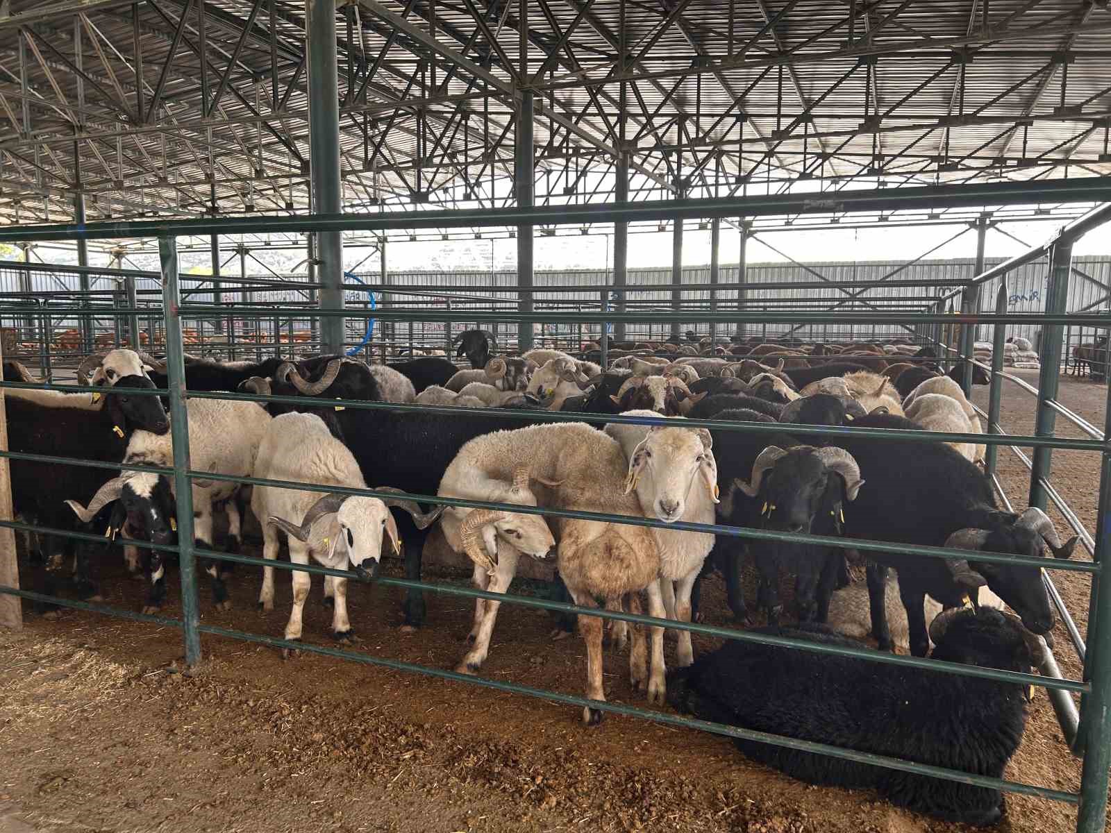 Bayrama sayılı günler kala kurban pazarında satışlar beklenenin altında kaldı