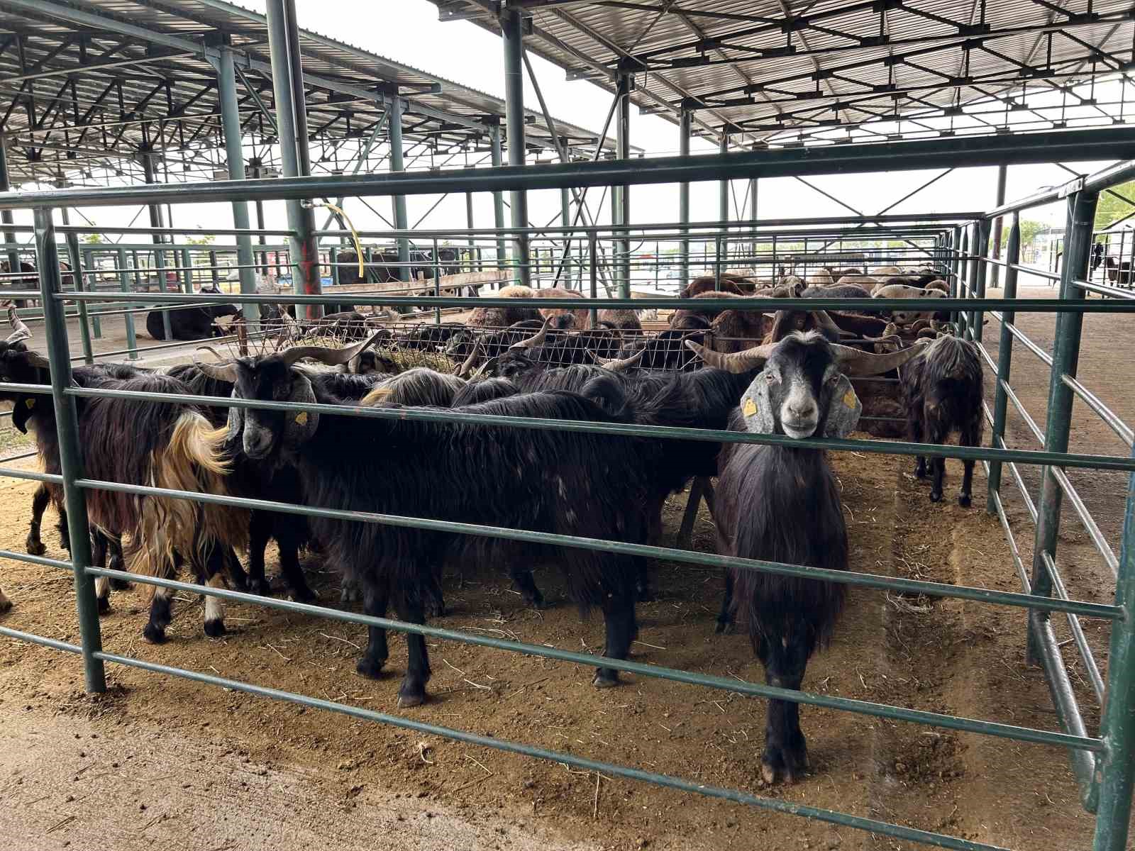 Bayrama sayılı g&uuml;nler kala kurban pazarında satışlar beklenenin altında kaldı

