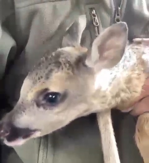 Ormanda kaybolan yavru karaca annesine kavuştu
