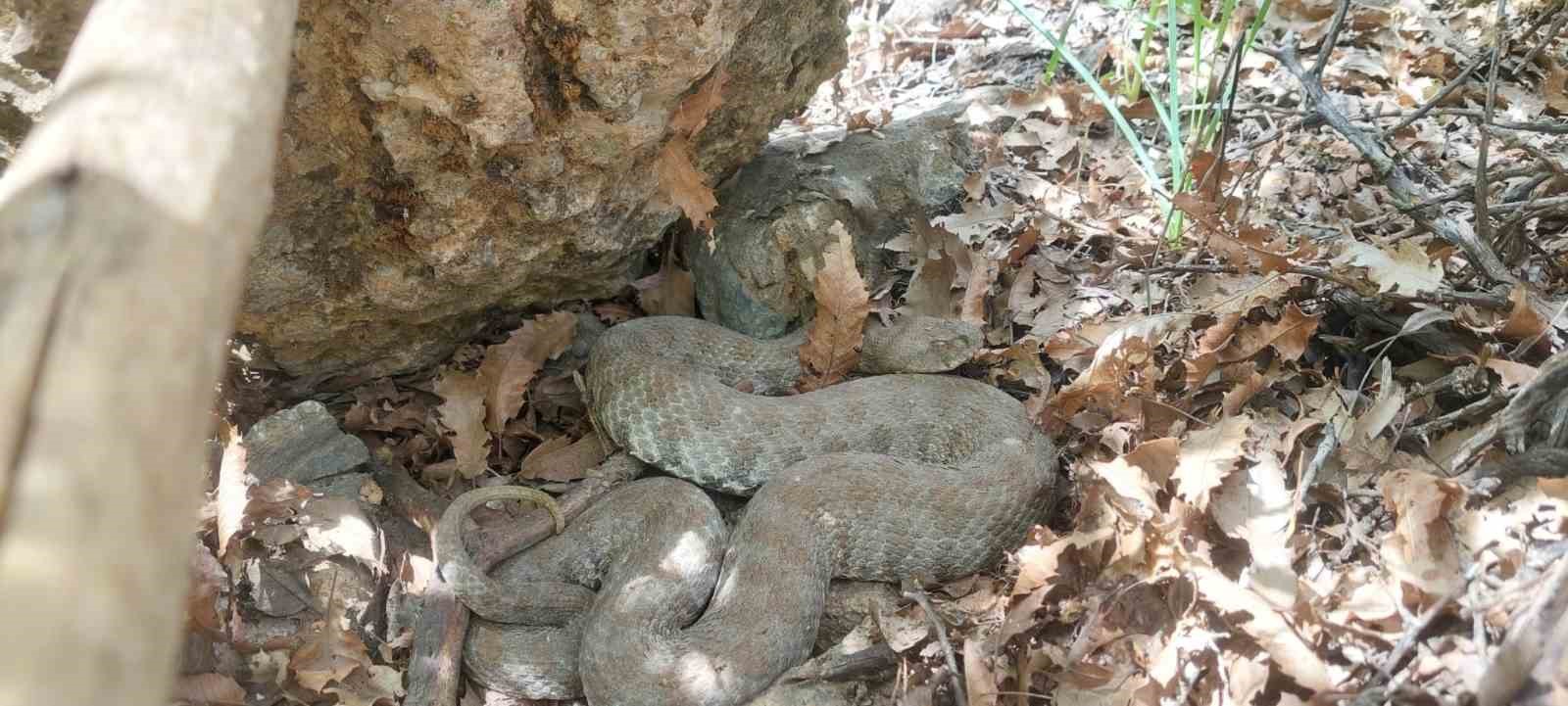 Tek ısırığı bir insanı öldürmeye yetiyor: Tunceli’de koca engerek yılanı görüntülendi