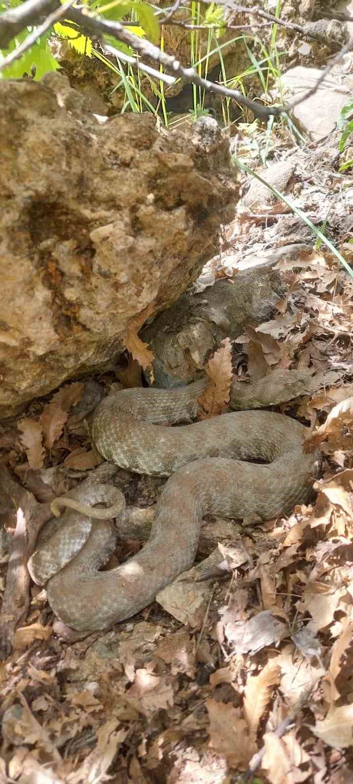 Tek ısırığı bir insanı &ouml;ld&uuml;rmeye yetiyor: Tunceli&rsquo;de koca engerek yılanı g&ouml;r&uuml;nt&uuml;lendi
