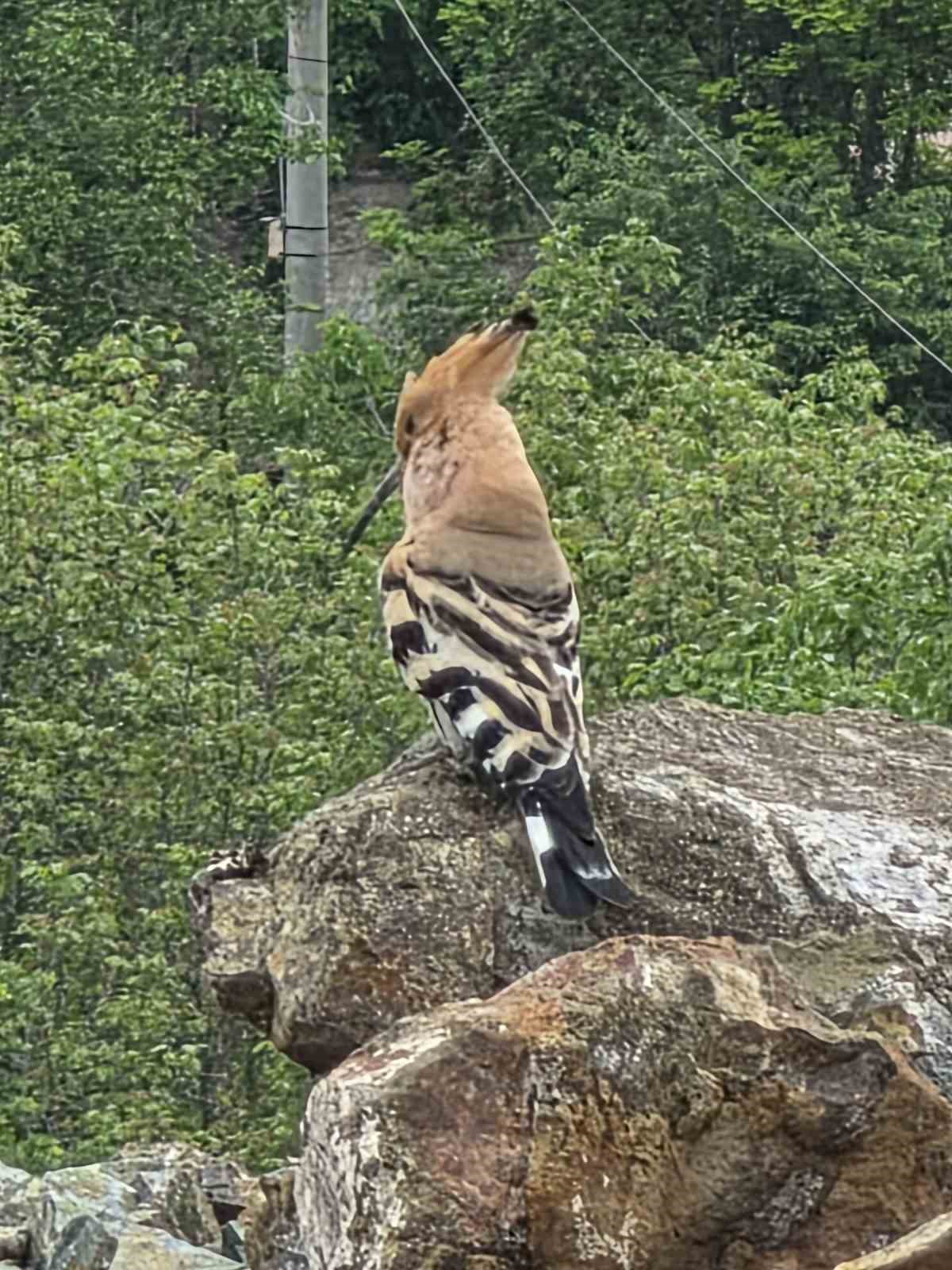 Han&ouml;n&uuml;&rsquo;de ibibik kuşu g&ouml;r&uuml;ld&uuml;
