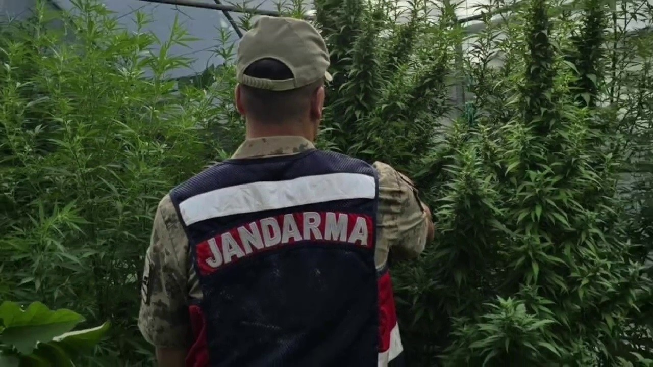 Jandarma’dan kenevir serasına operasyon