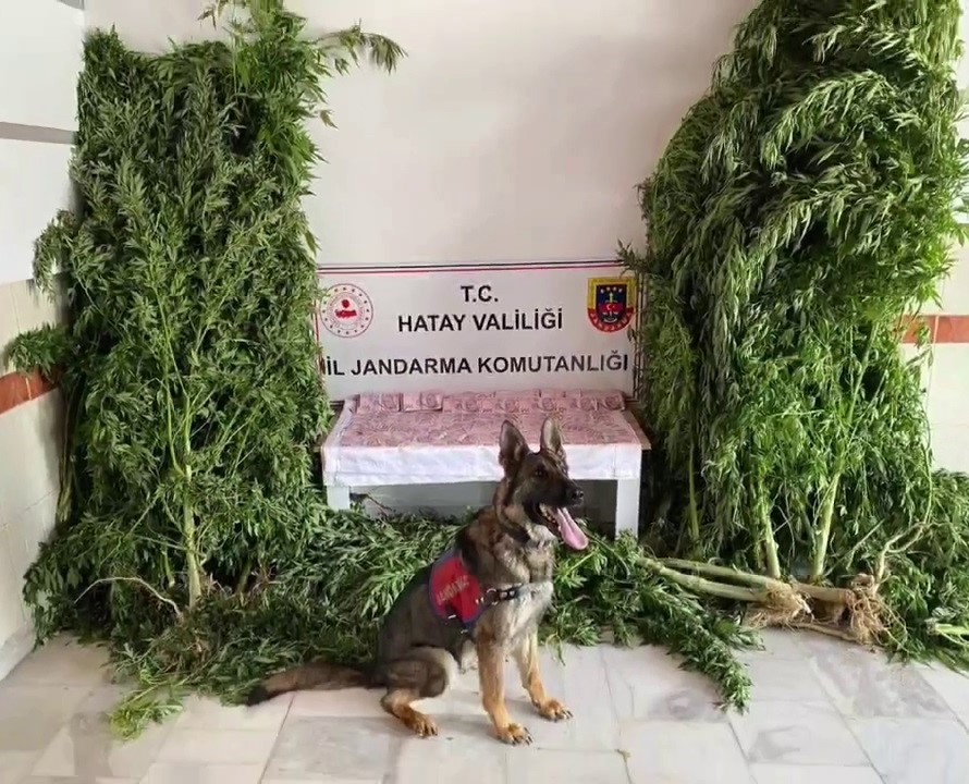 Jandarma&rsquo;dan kenevir serasına operasyon
