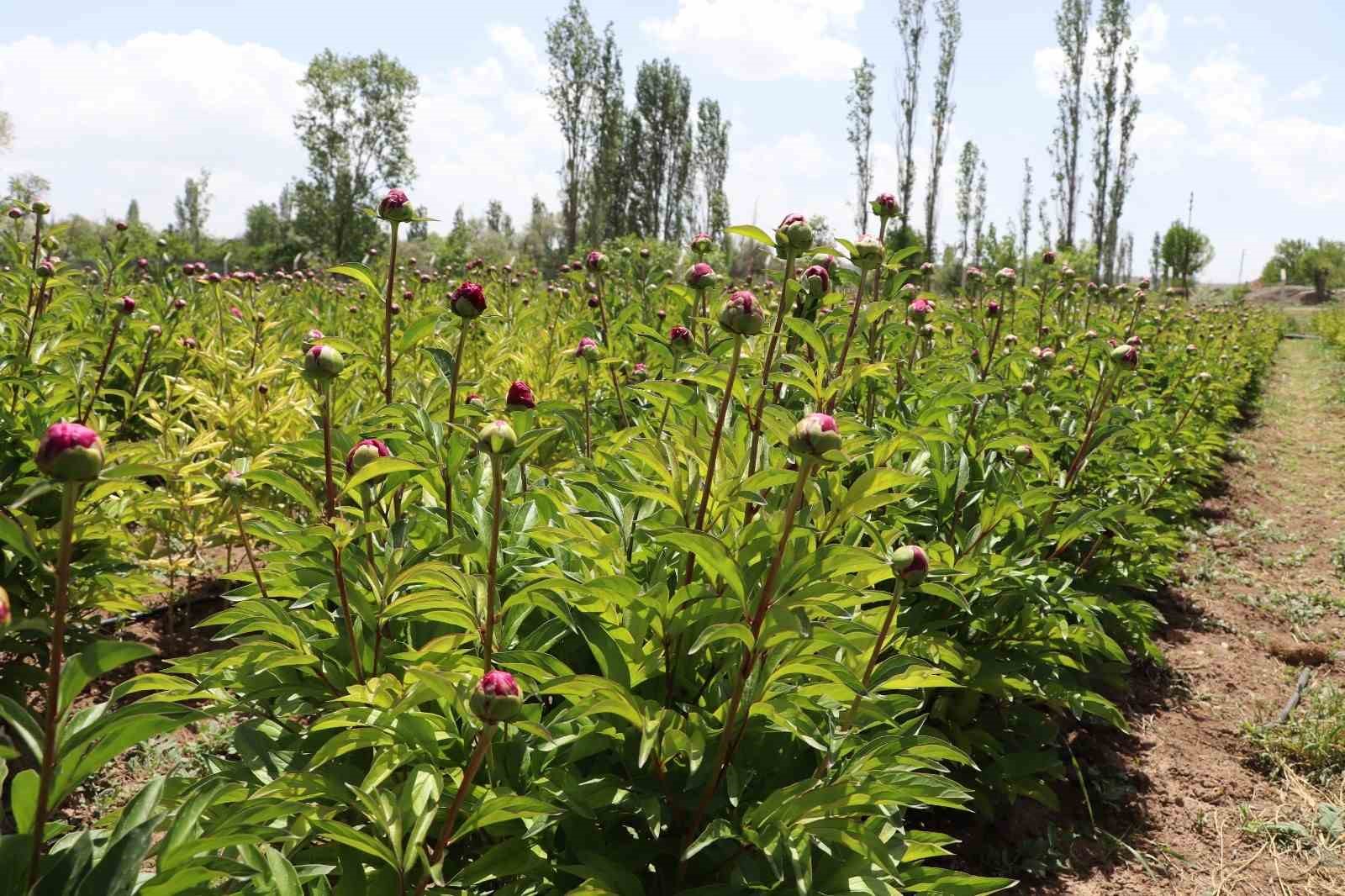 Kuraklığa direnen güzelliğin ilk hasadına başlandı