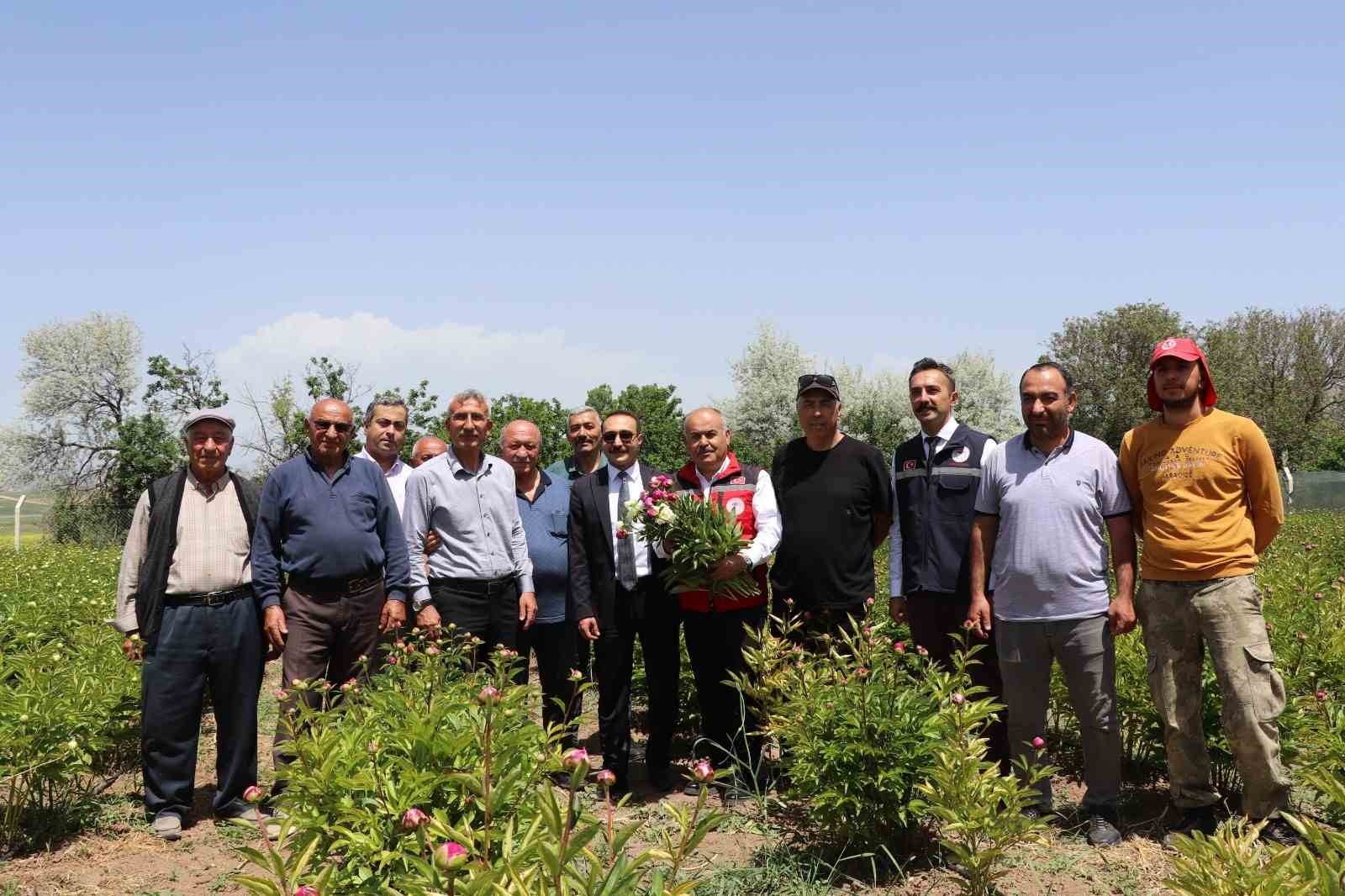 Kuraklığa direnen g&uuml;zelliğin ilk hasadına başlandı
