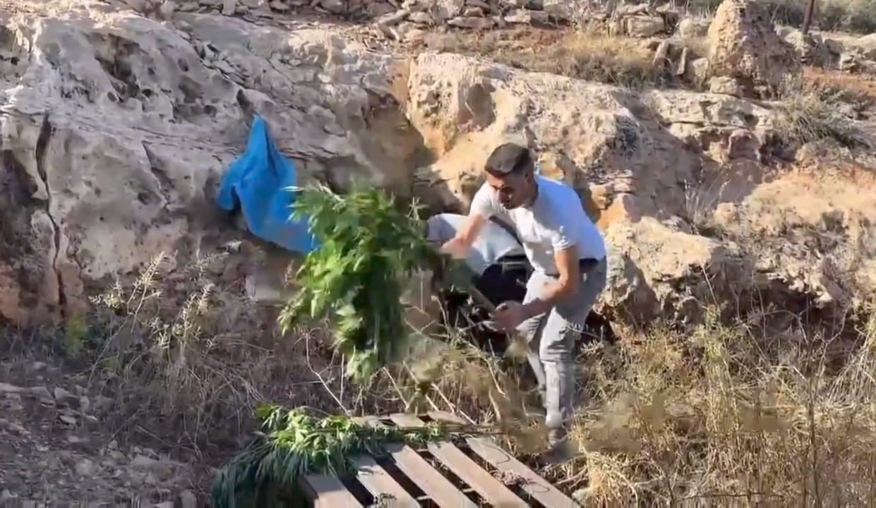 Mağaradan kenevir bitkisi çıktı