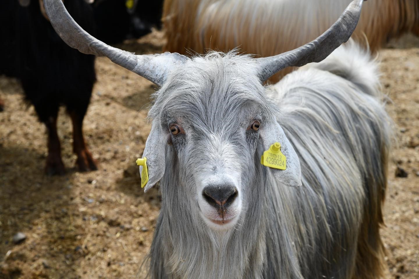 Osmaniye’de Kurban Bayramı öncesi hayvan pazarlarına denetim