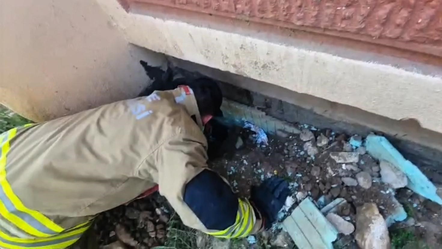 Yavru karga ve kediyi itfaiye kurtardı
