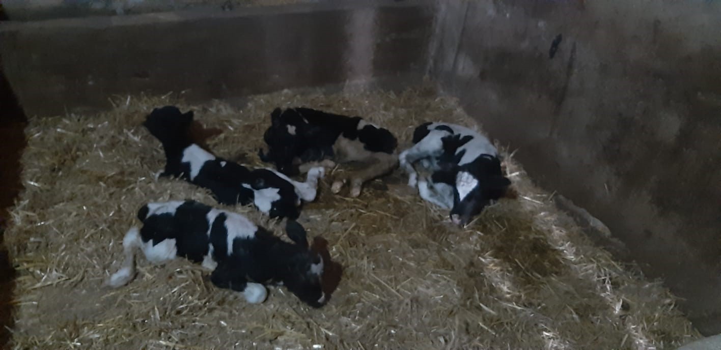 Balıkesir’de nadir görülen olay: İnek 5 buzağı doğurdu