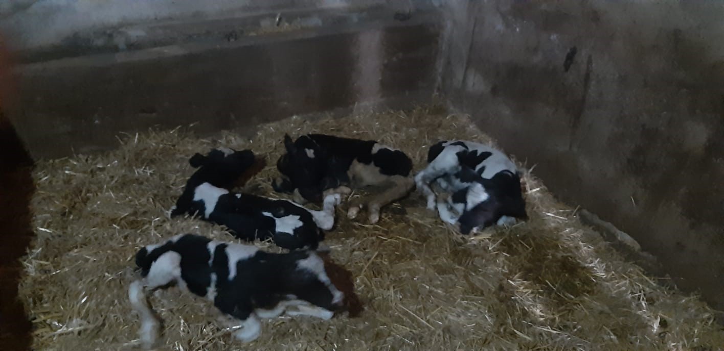 Balıkesir’de nadir görülen olay: İnek 5 buzağı doğurdu