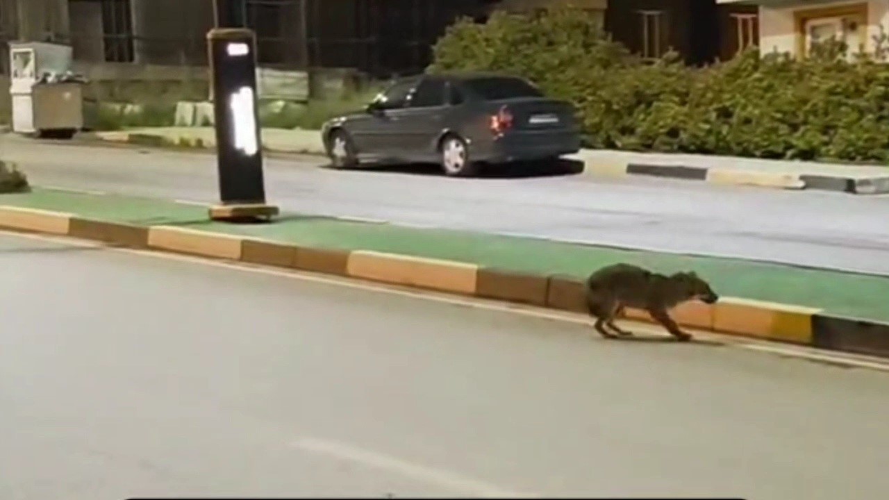 Çakalın başına takılan poşeti öğretim görevlisi çıkardı