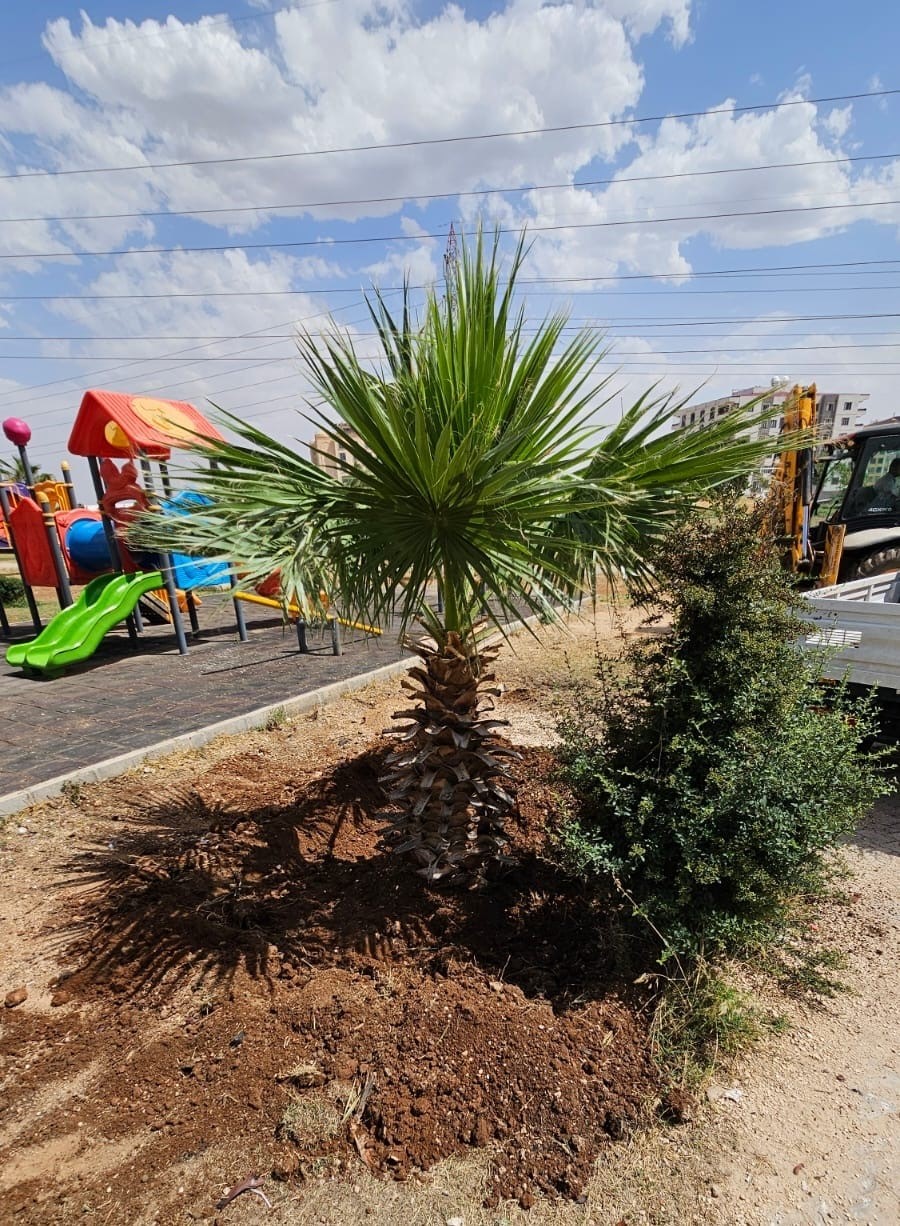 Mardin B&uuml;y&uuml;kşehir Belediyesi, yanan palmiyenin yerine yenisi dikti
