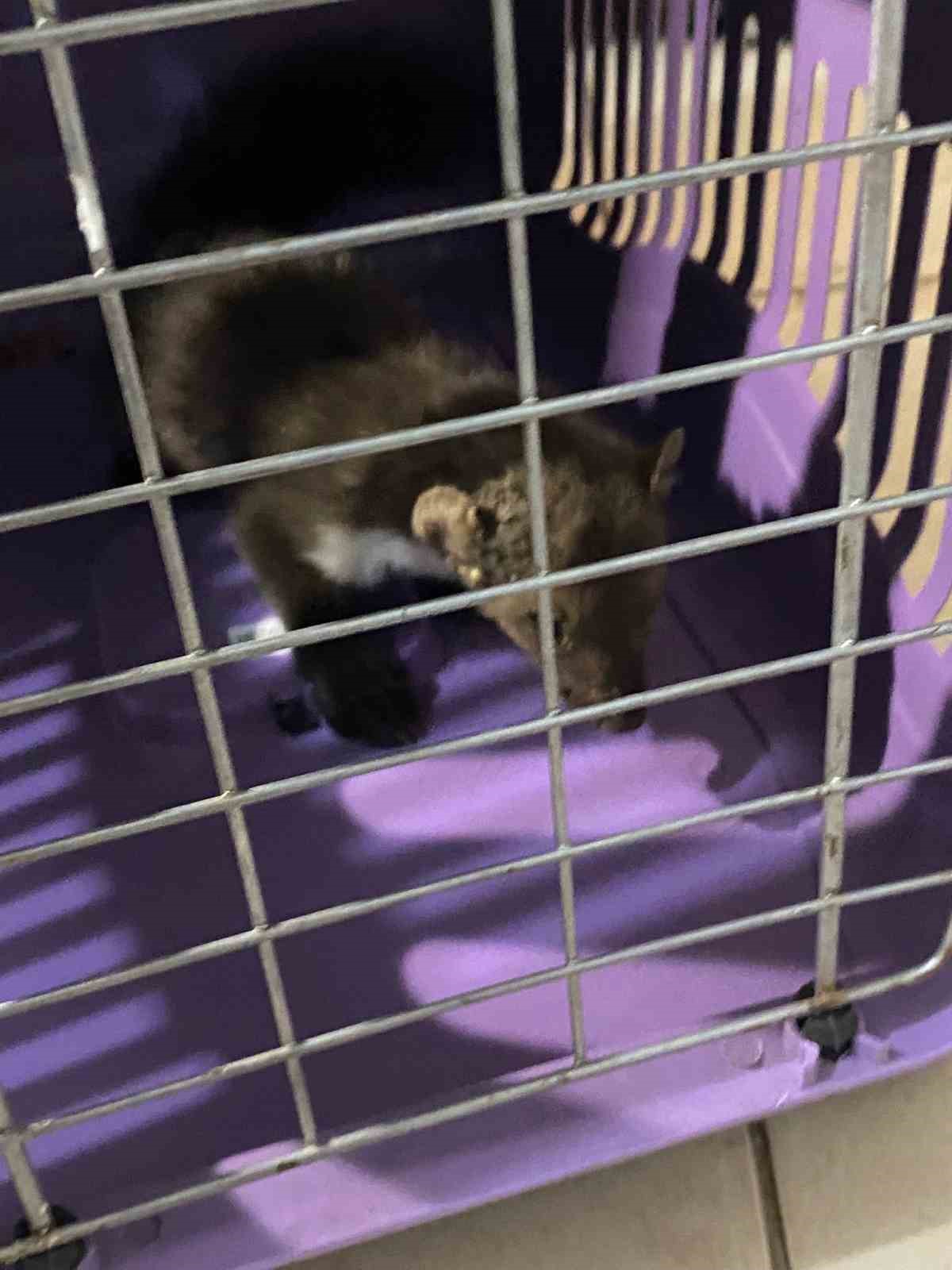 Ava giden sansar tellere takıldı
