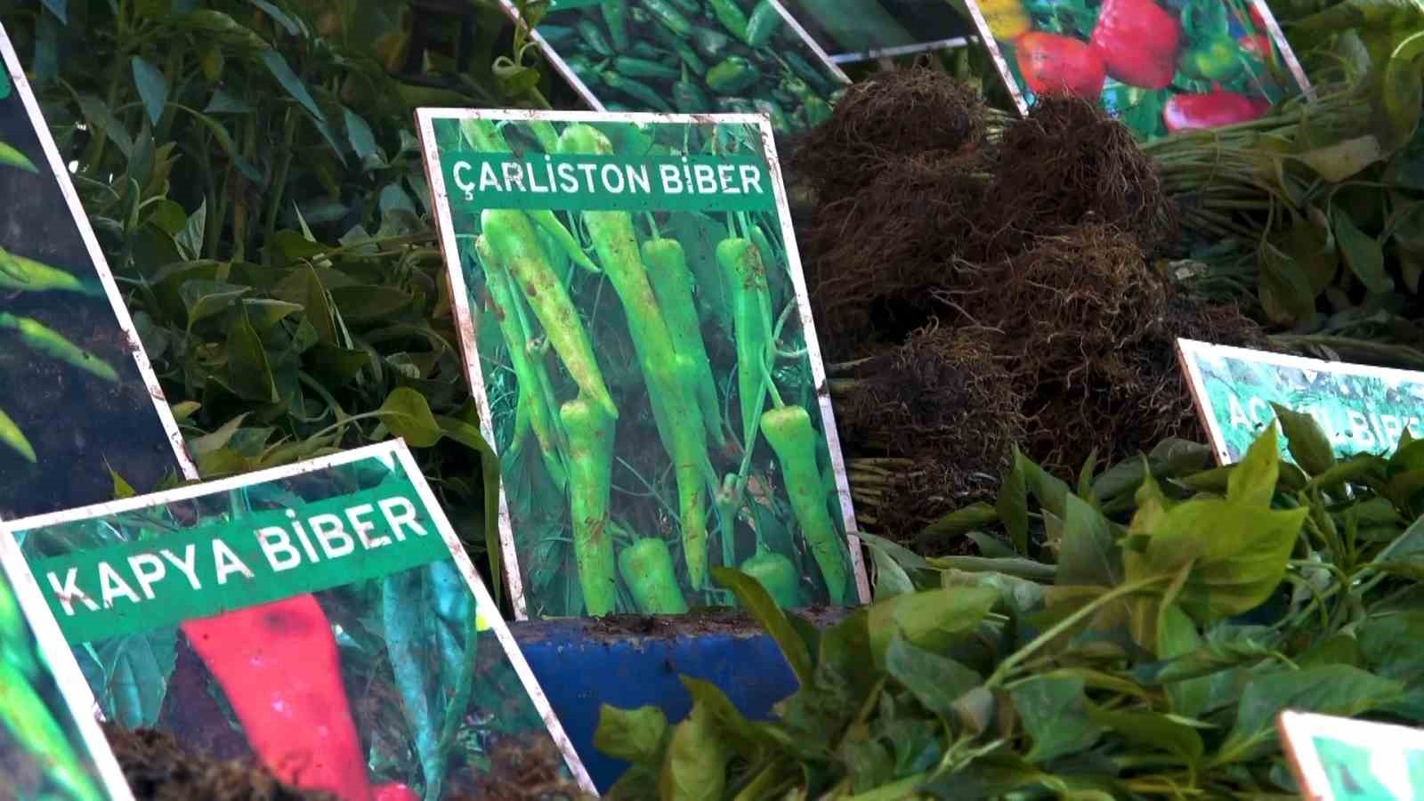 Hem ekonomik hem de organik...Fide tezgahları hareketlendi
