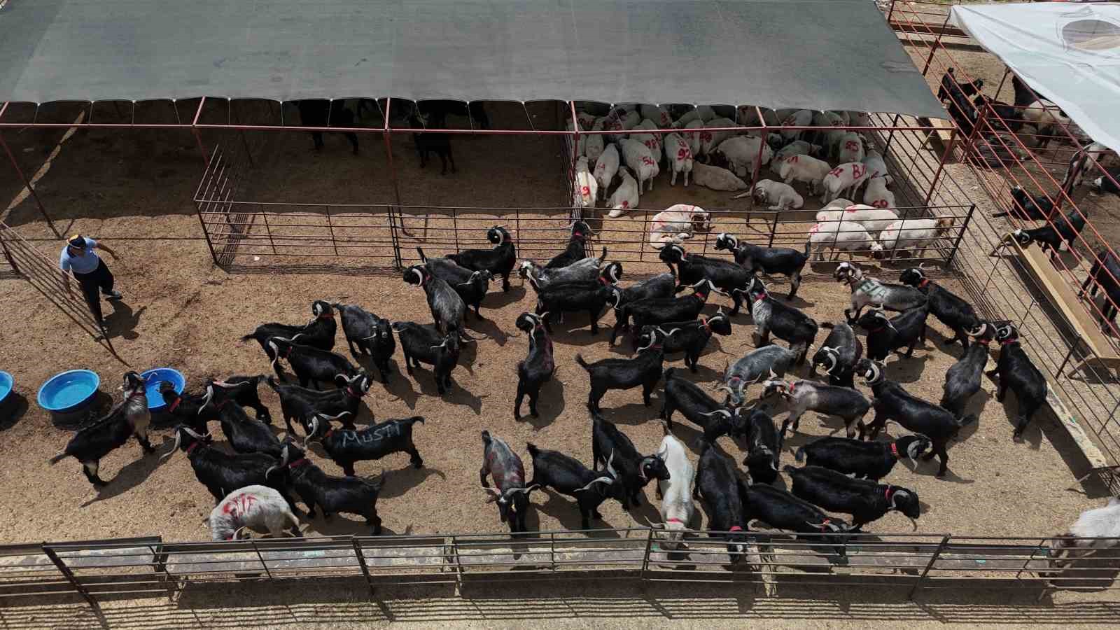 Adana’da kurbanlıklar görücüye çıktı: Kilo fiyatı 280 ile 310 TL arasında