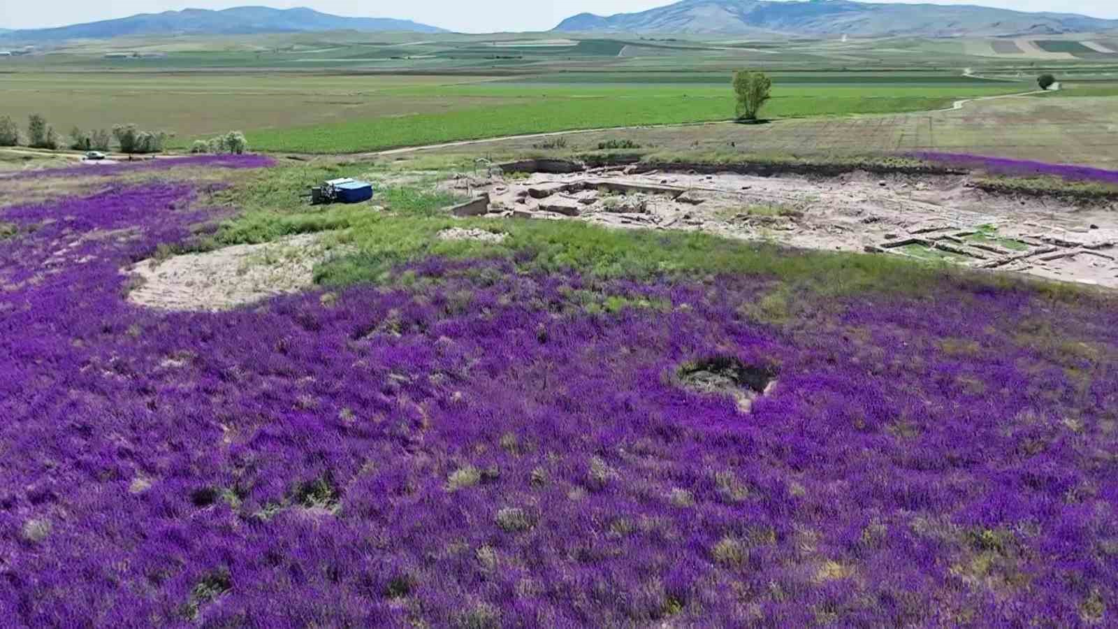 Oluz Höyük’te binlerce mor çiçek açtı