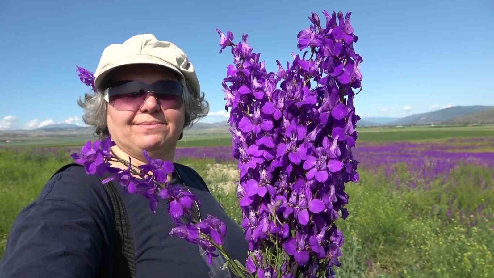 Oluz Höyük’te binlerce mor çiçek açtı