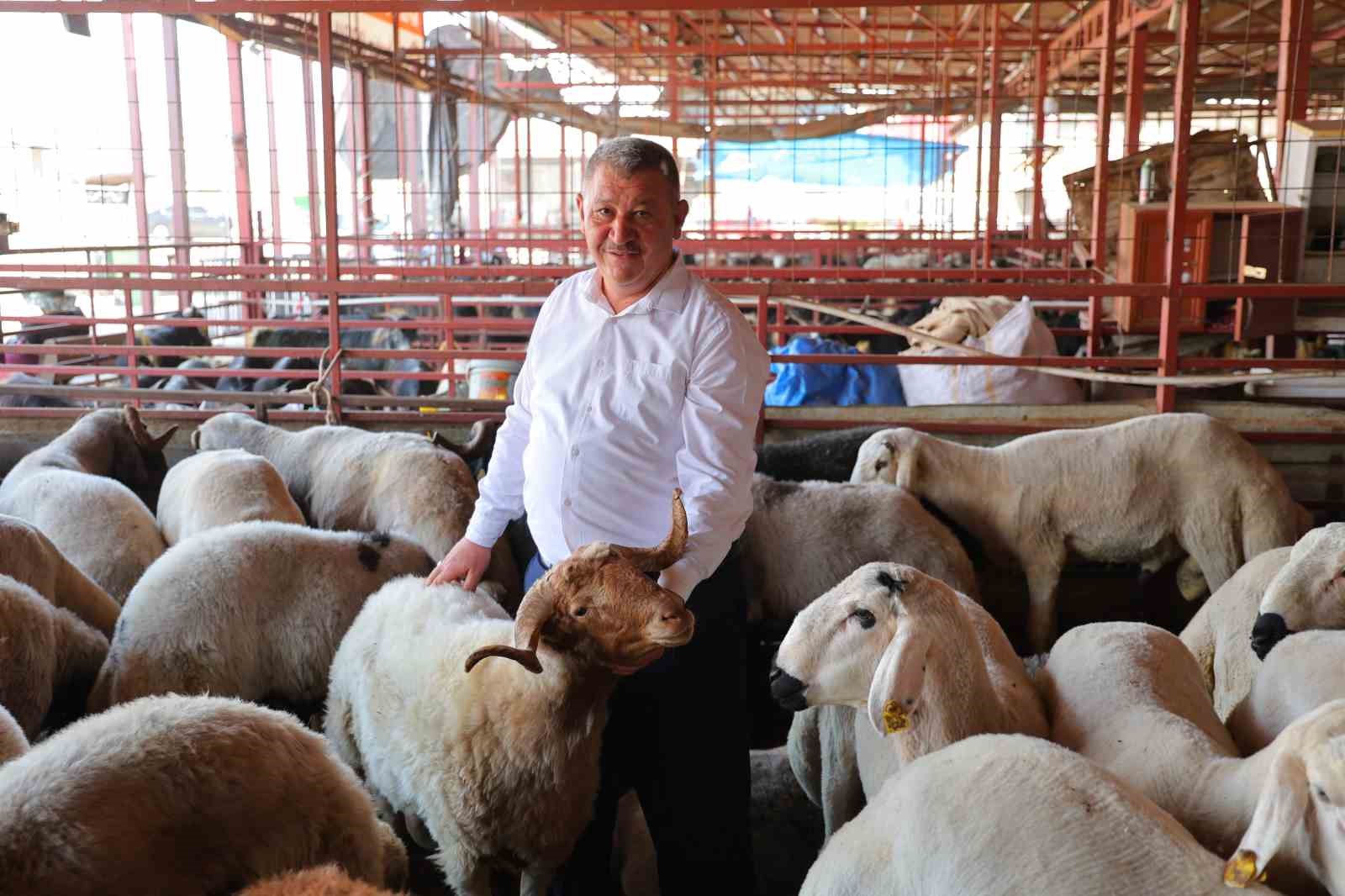 Kahramanmaraş’ta kurbanlık fiyatı birçok ilden ucuz: Kilosu 250 ile 295 TL arasında