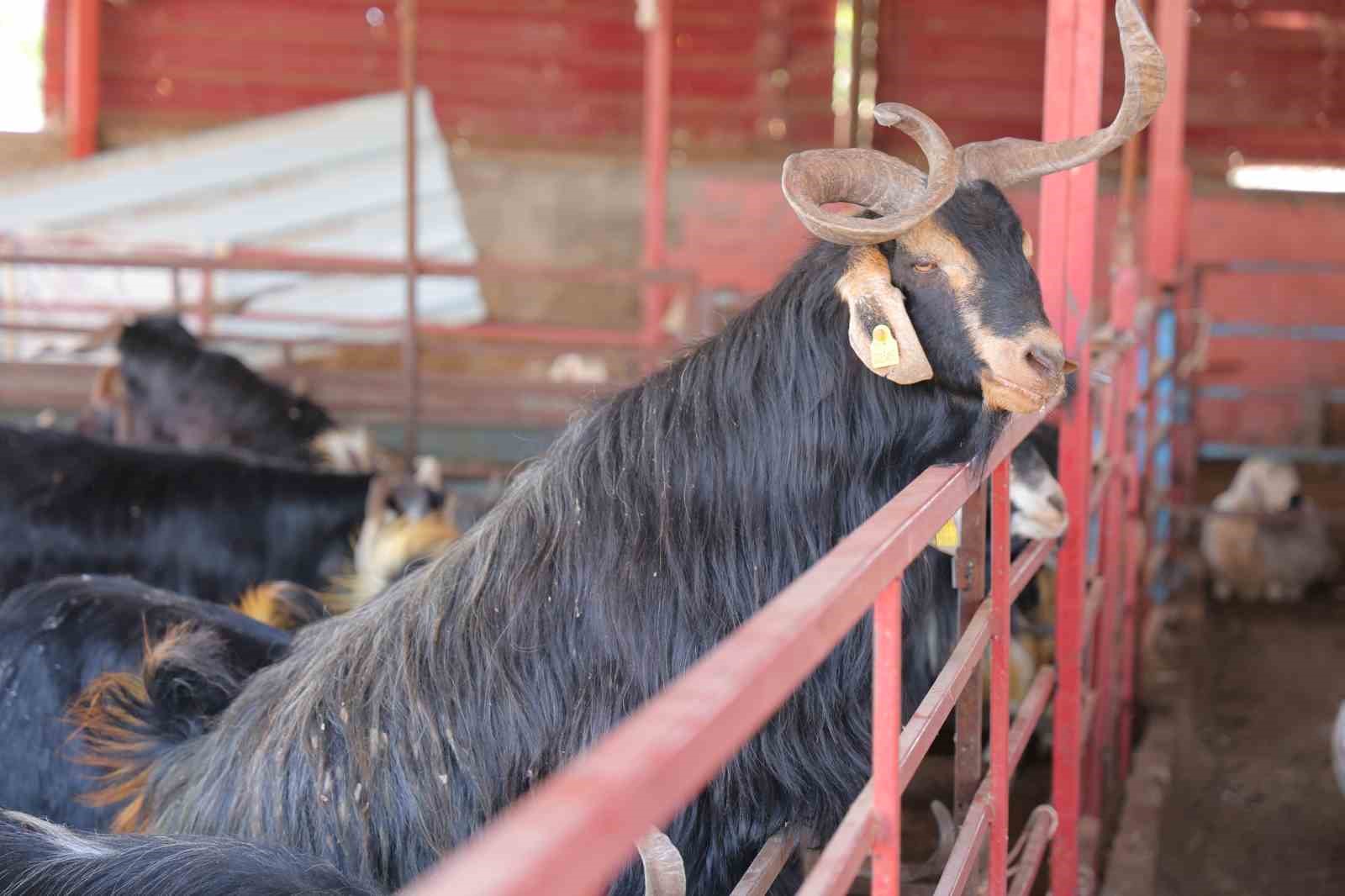 Kahramanmaraş’ta kurbanlık fiyatı birçok ilden ucuz: Kilosu 250 ile 295 TL arasında