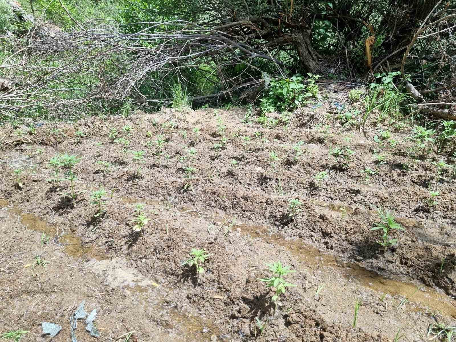 Bingöl’de 330 kök kenevir ele geçirildi