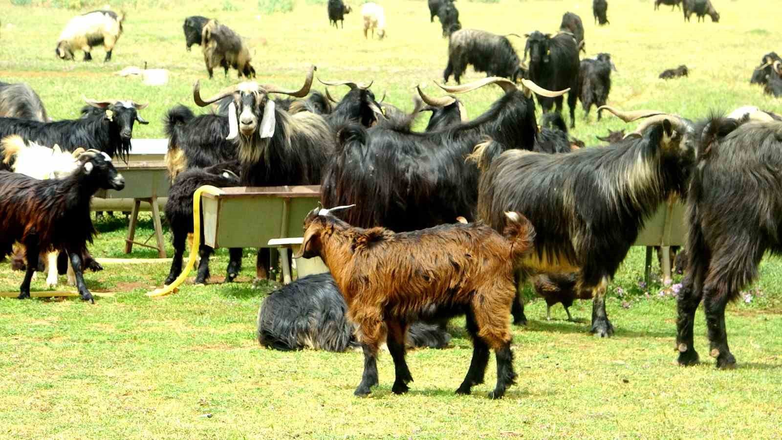 Kurbanlık satışları başladı, talep ge&ccedil;miş yıllara g&ouml;re d&uuml;ş&uuml;k kaldı
