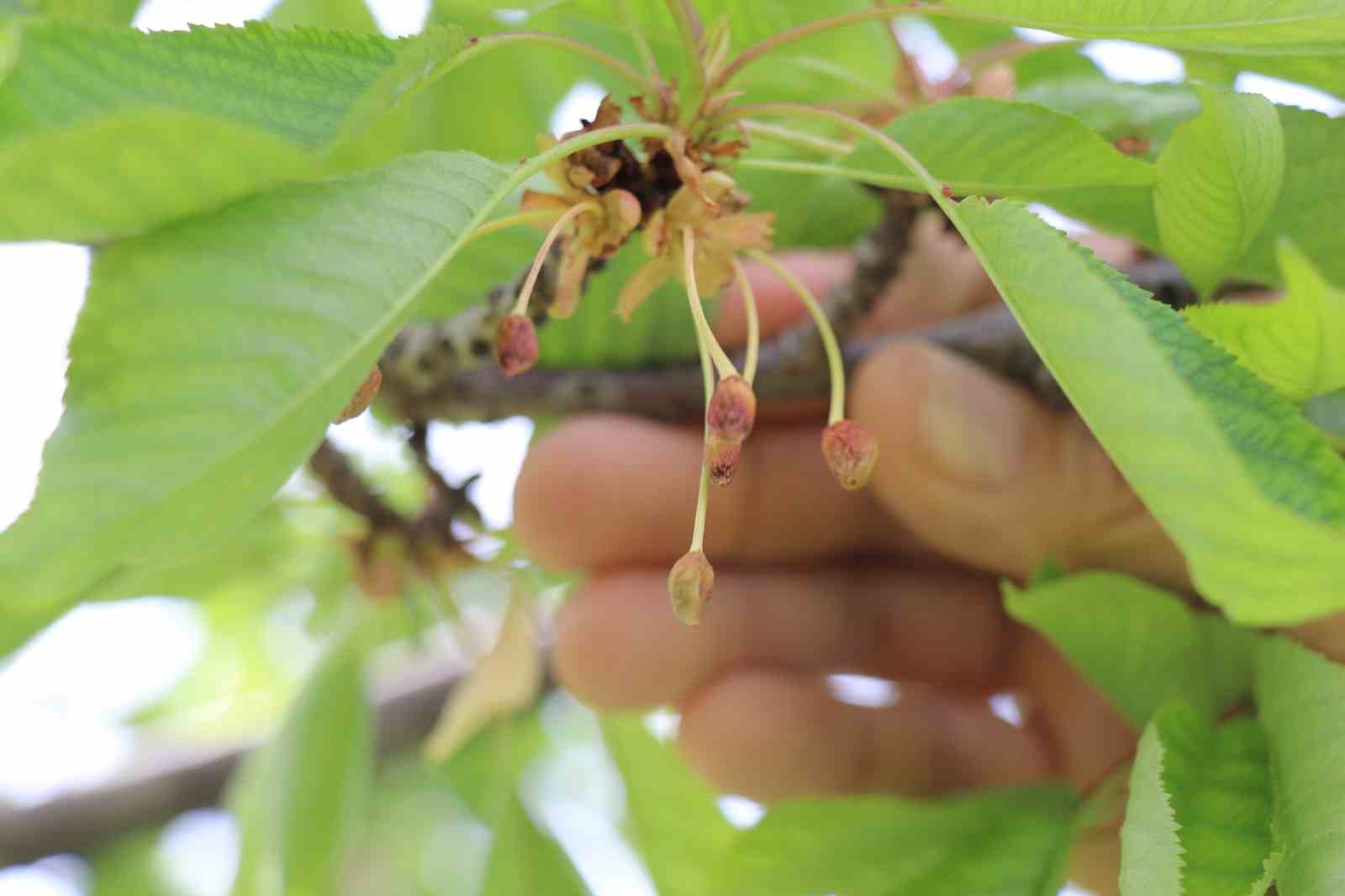 Soğukların vurduğu kiraz üreticisine devlet desteği