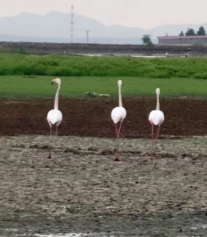 G&ouml;&ccedil; yolunda olan flamingolar Diyarbakır&rsquo;da mola verdi
