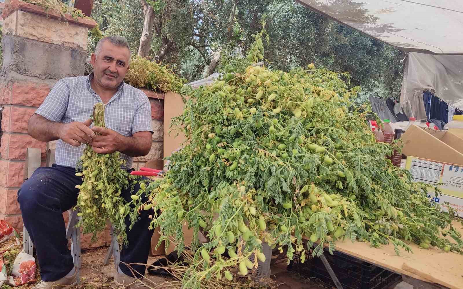 Yeşil nohut tezgahlarda yerini aldı
