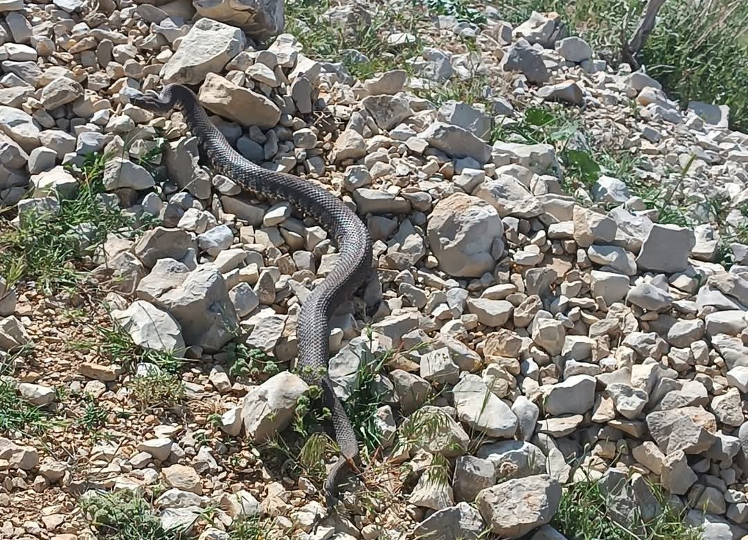Engerek yılanı Kahramanmaraş’ta da görüntülendi