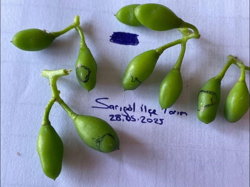 Salkım güvesine karşı ilaçlama uyarısı