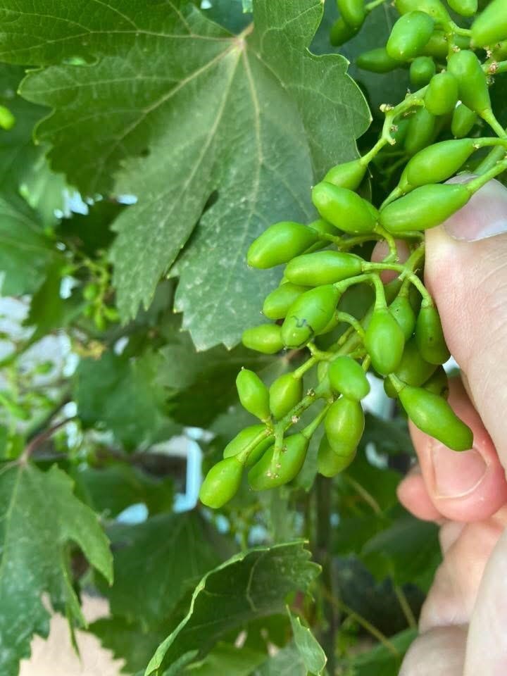 Salkım güvesine karşı ilaçlama uyarısı