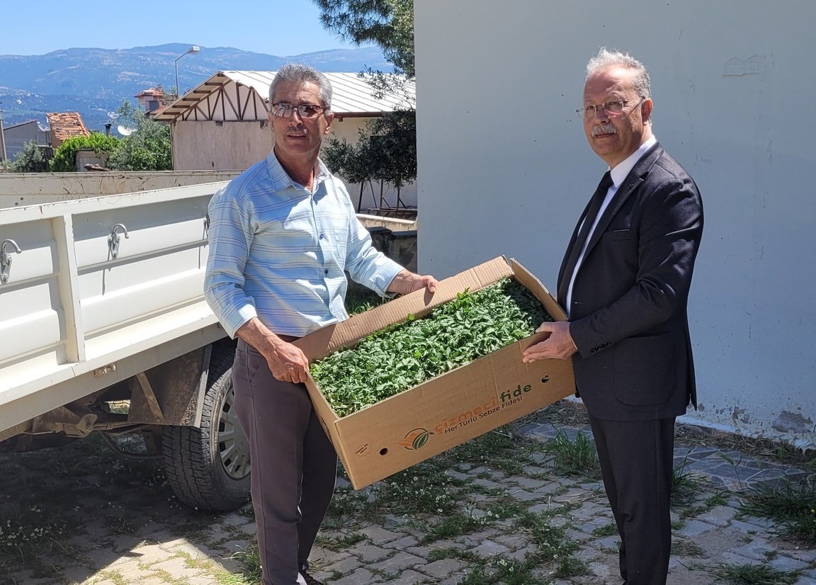 Karacasu’da domates fideleri üreticilere teslim edildi