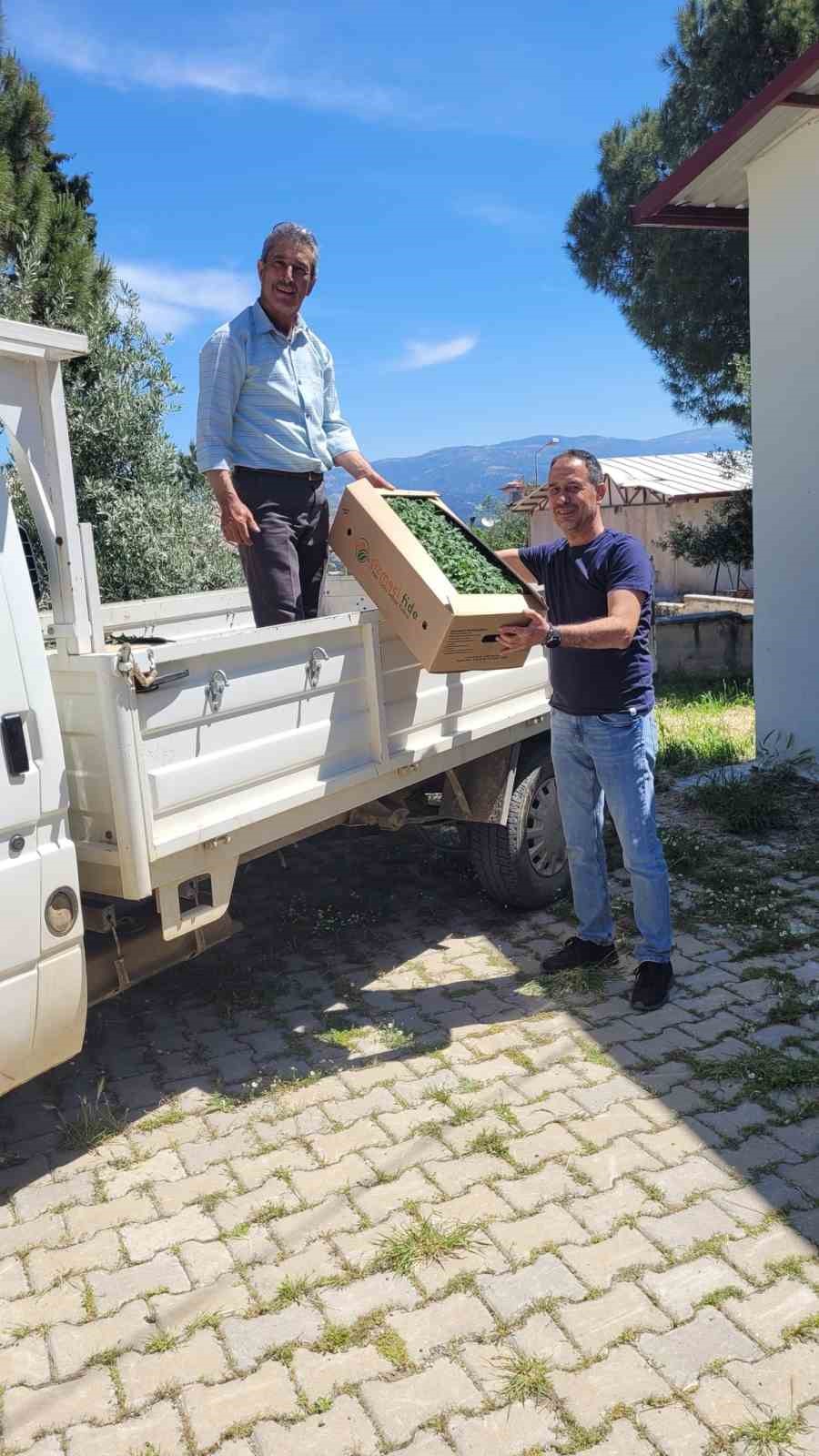 Karacasu’da domates fideleri üreticilere teslim edildi
