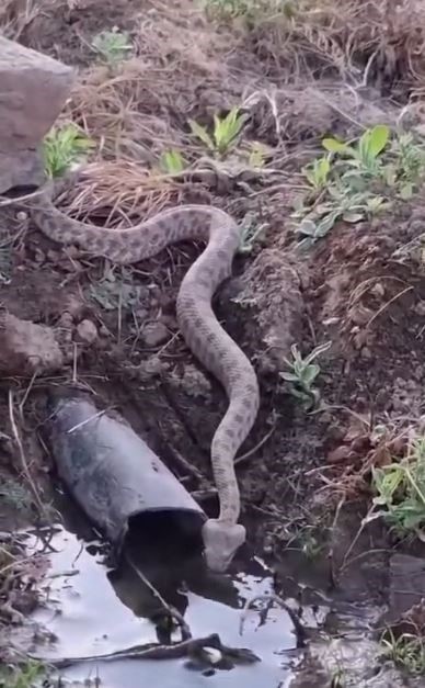 Elazığ’da koca engerek yılanı görüntülendi
