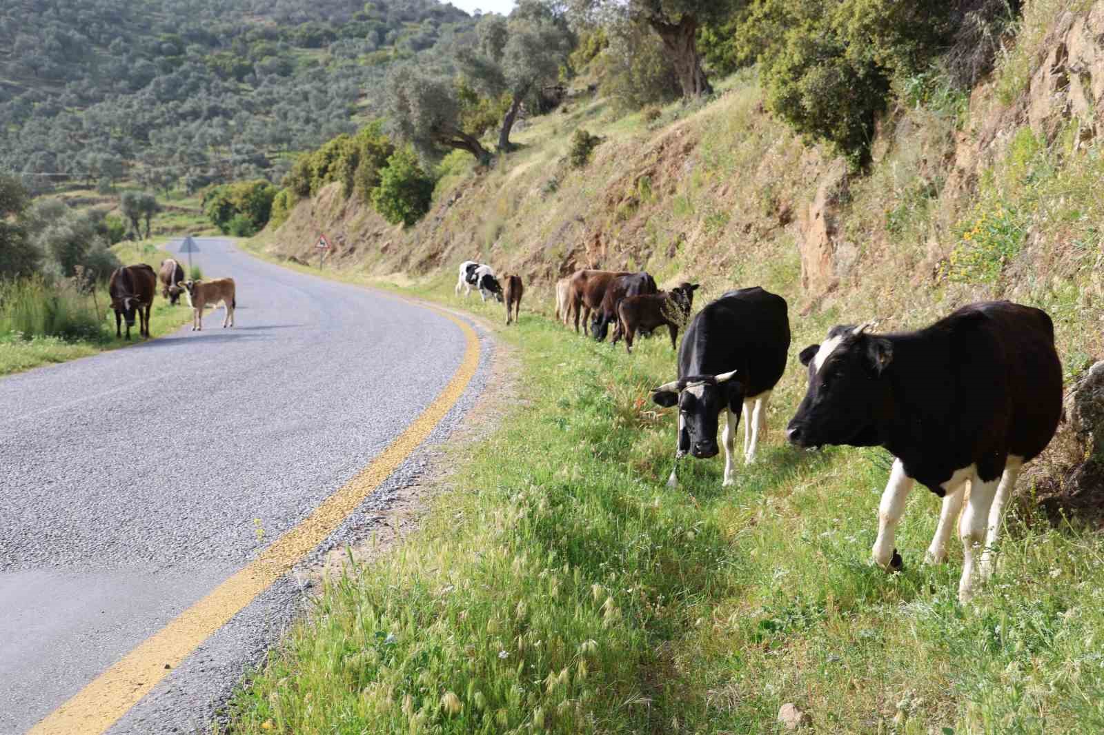Aydın&rsquo;da paylaşılamayan meralar boş kaldı, yangın tehlikesi arttı
