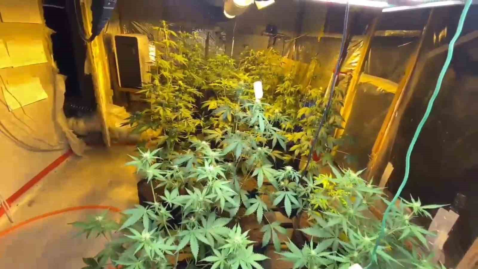 Yakalanmamak i&ccedil;in keneviri evine ekerek tarlaya &ccedil;evirmiş
