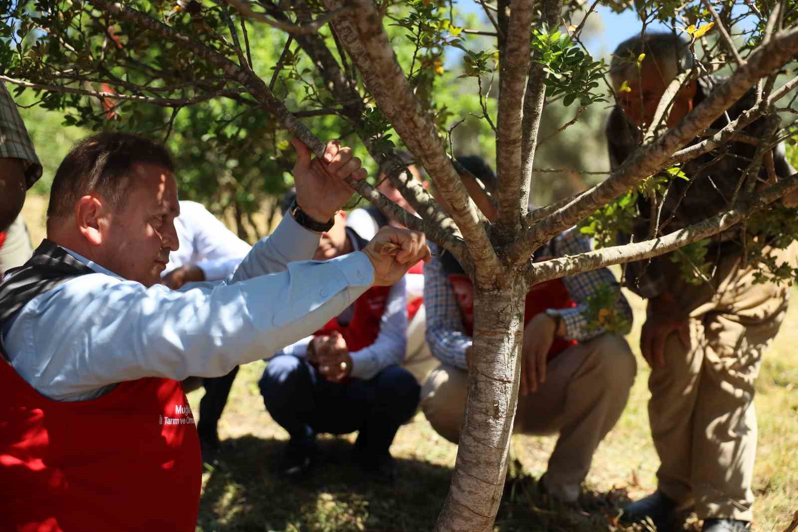 Muğla’da sakız hasadı gerçekleştirildi