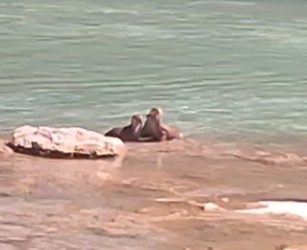 Tunceli’de su samurları görüntülendi