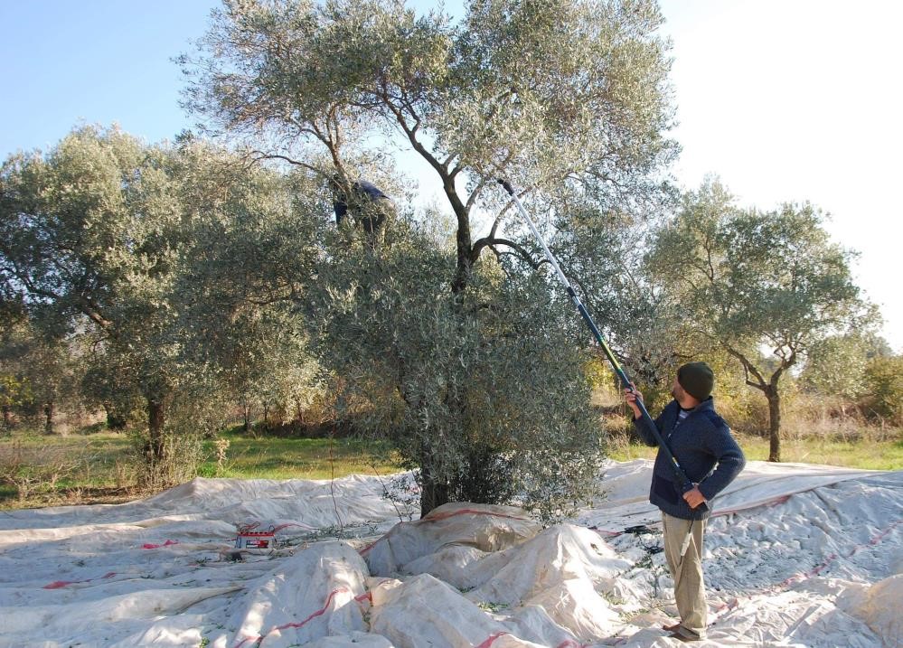 Sofralık zeytin ihracatı 128 milyon dolardan 162 milyon dolara y&uuml;kseldi
