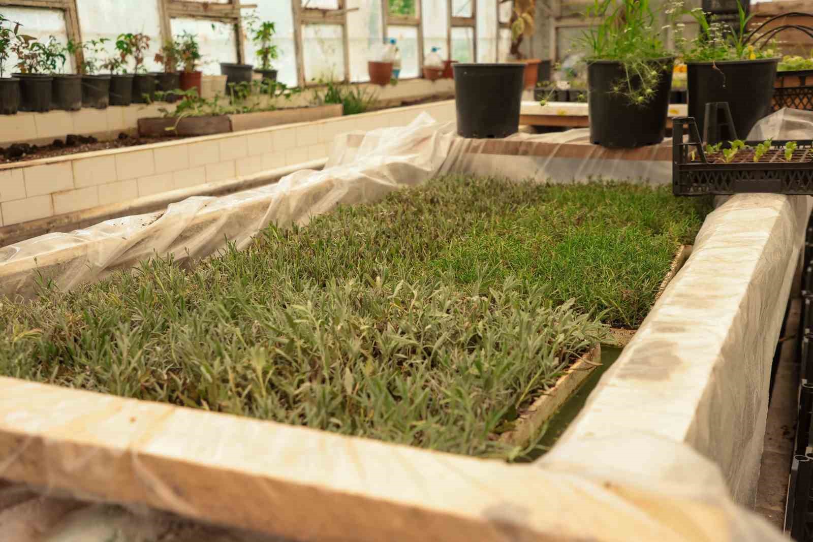 İlkadım&rsquo;da aromatik bitkiler yaygınlaşıyor
