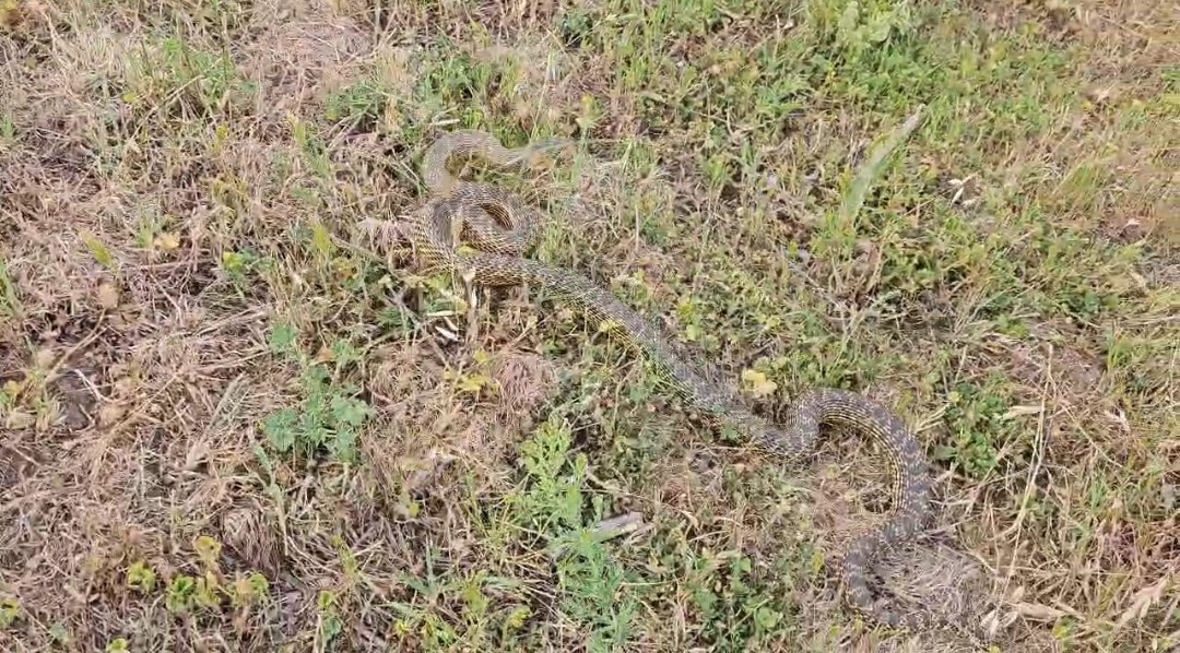 Eve girmeye &ccedil;alışan yılanı son anda yakaladı
