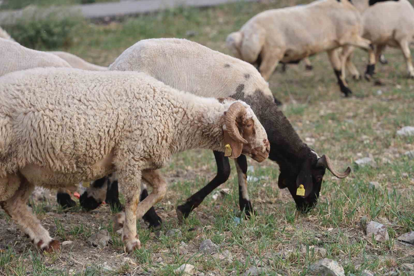 Depremzede vatandaşların memleketlerine d&ouml;n&uuml;ş&uuml; kurbanlıklara olan rağbeti arttırdı
