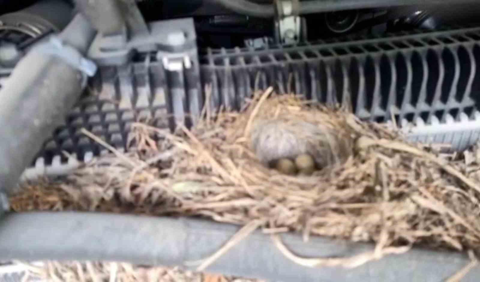Rizeli’nin doğaya saygısı örnek oldu
